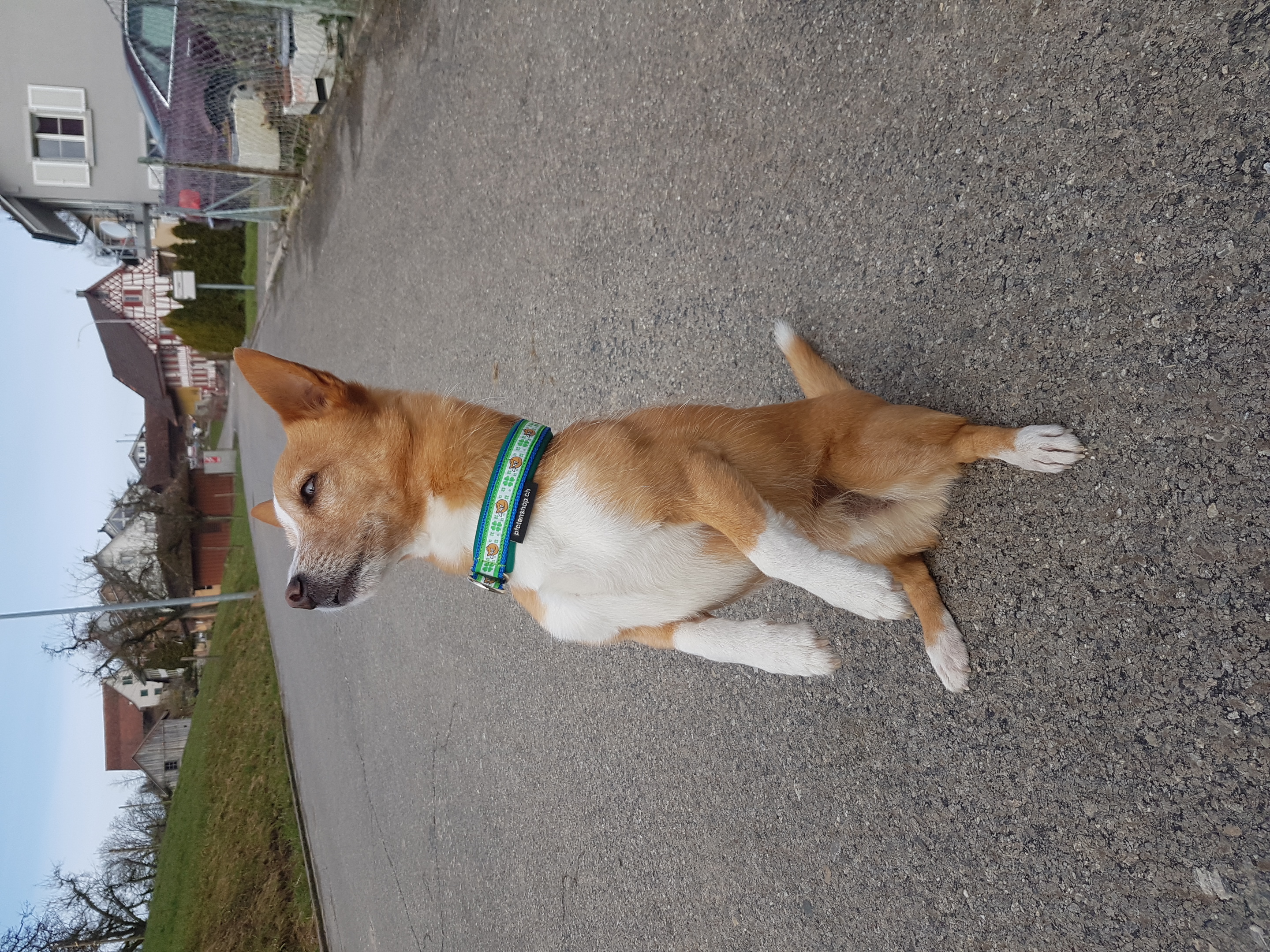 Hund category icon/image