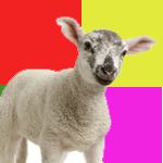 Lamm